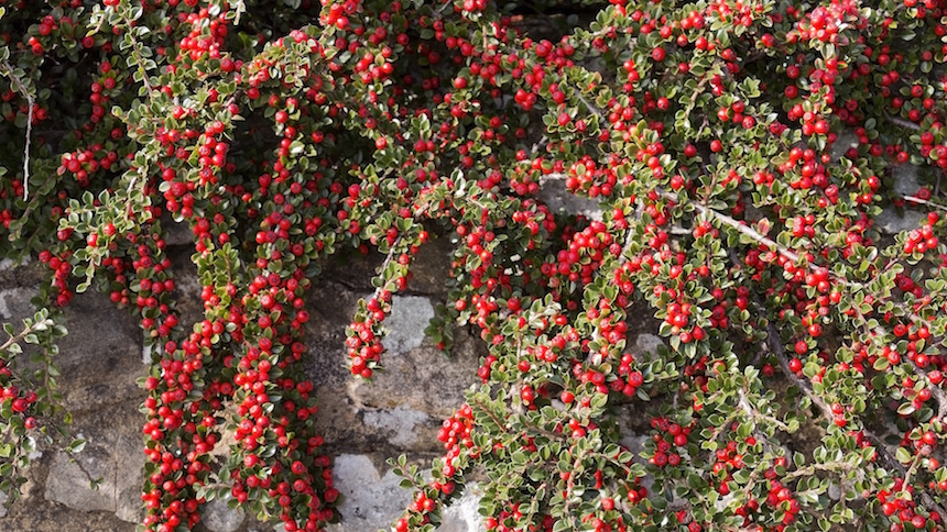 Cotoneaster shrub