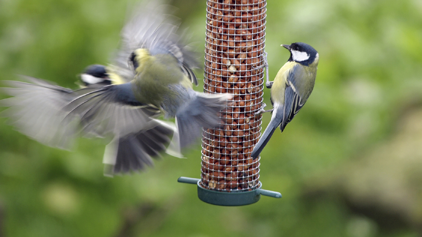 Garden birds