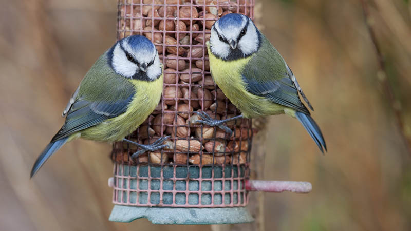 Blue tits