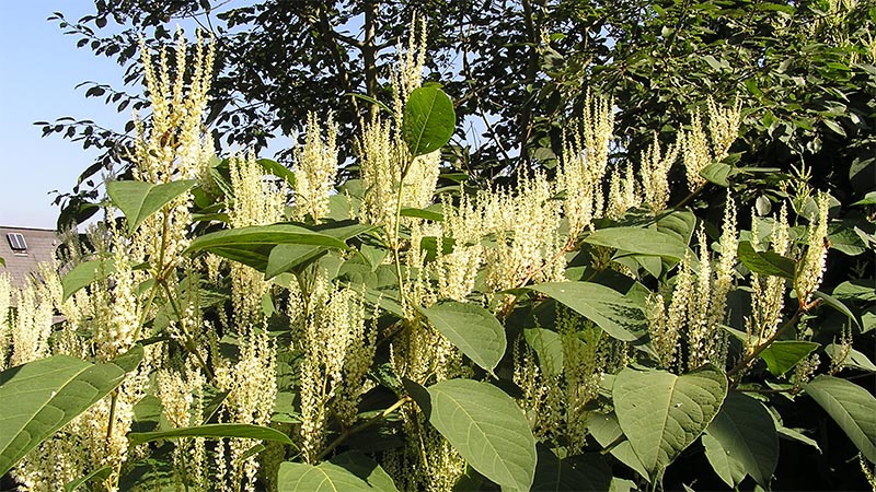 Japanese knotweed
