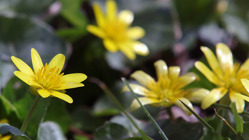 Lesser celandine