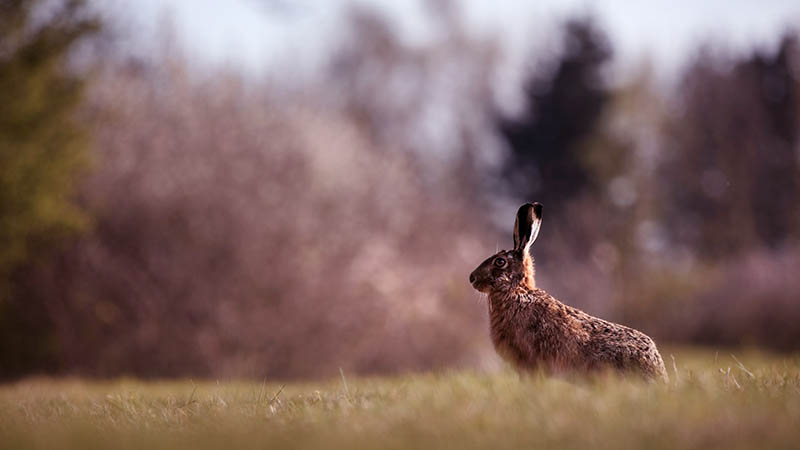 Brown hare