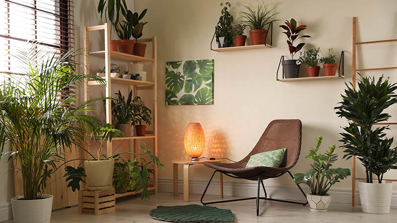 House plants