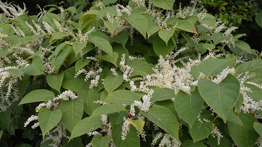 Japanese knotweed